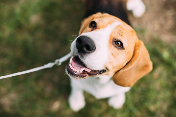 ¿Por qué contamos con habitaciones para mascotas?