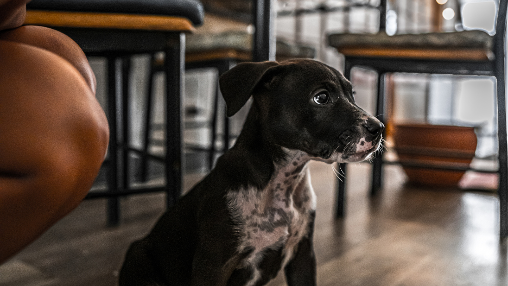 Cinco consejos útiles para viajar con tu perro