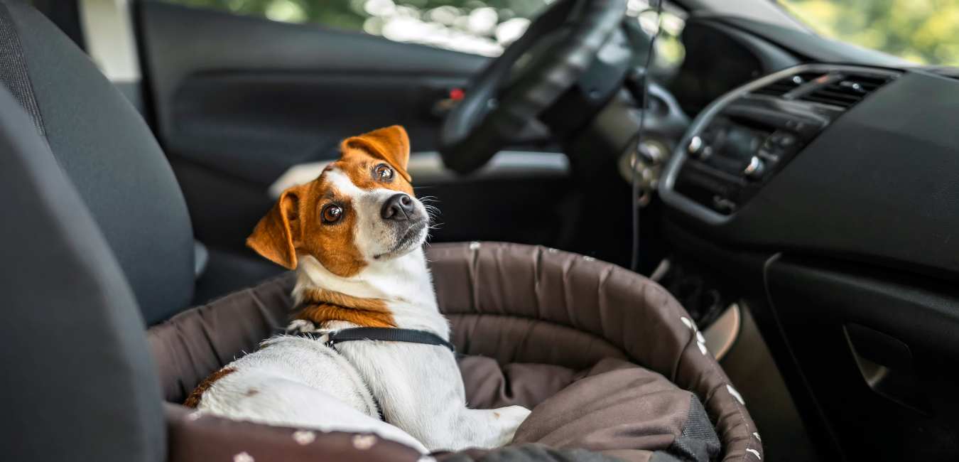 Viaje por carretera con nuestro amigo de cuatro patas